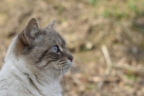 可爱呆萌短毛猫侧颜摄影图片
